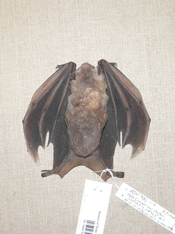 FIGURE 11 FIGURE 11